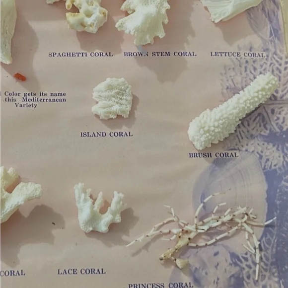 1969’s -Assorted Coral Collection Display - Picture 5 of 5